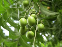 Neem Balm