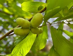 Paw Paw Ointment