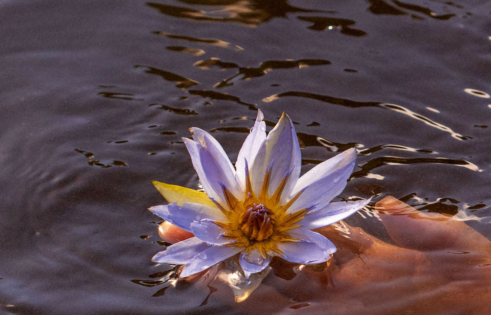 Blue Lotus Products NZ | Kiss the Earth | MumaDEE'z Rotorua