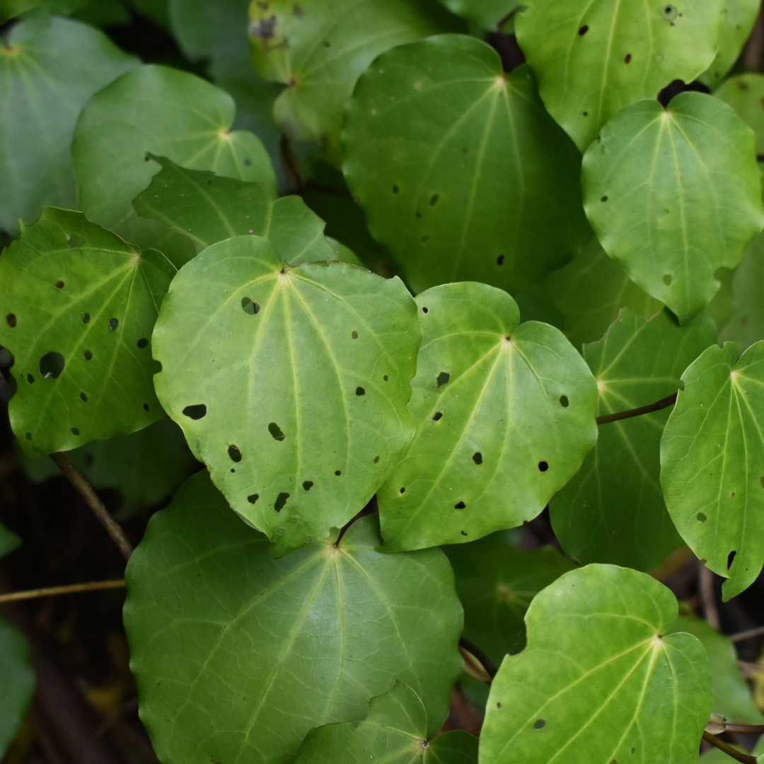 Kawakawa Balm