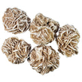 White Desert Rose