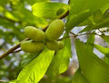 Paw Paw Ointment