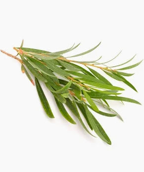 Kawakawa Balm